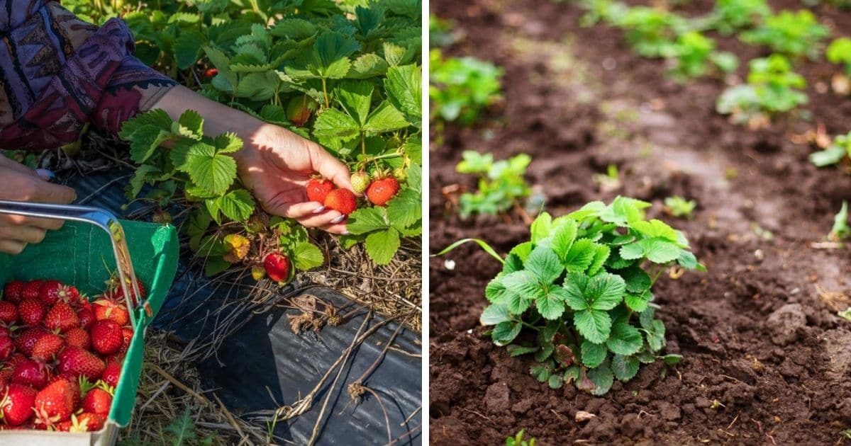 Strawberries Per Day? Strawberry Plants