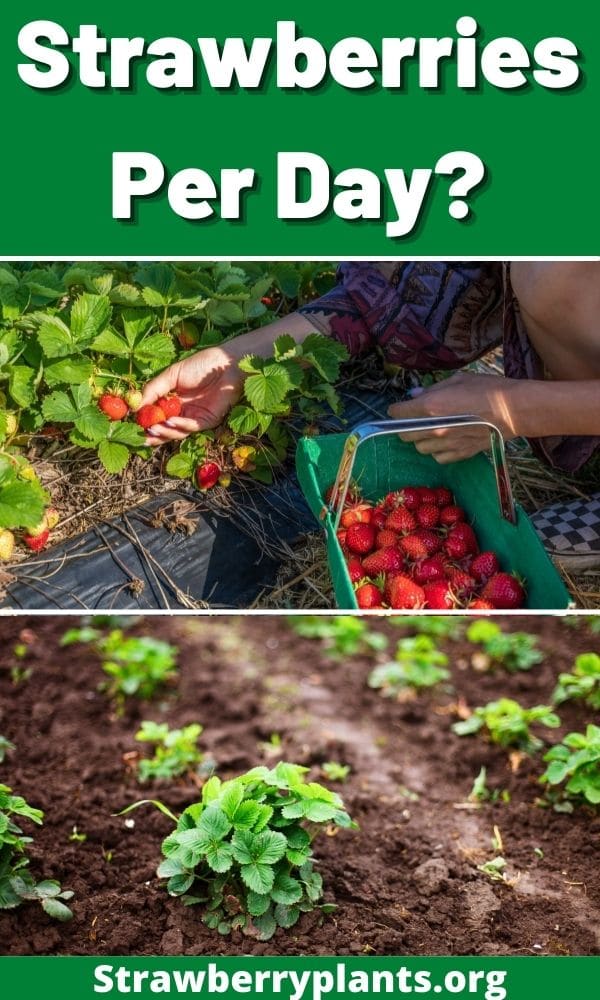 Strawberries Per Day? Strawberry Plants