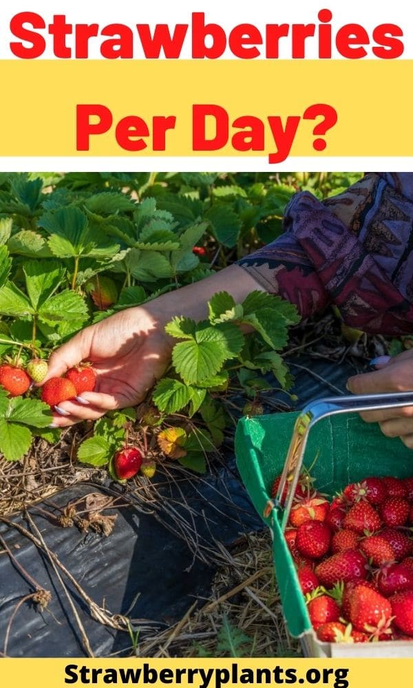 Strawberries Per Day? Strawberry Plants