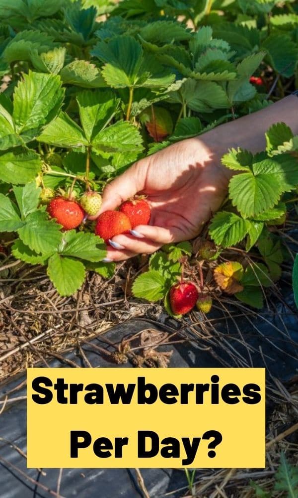 Strawberries Per Day? Strawberry Plants