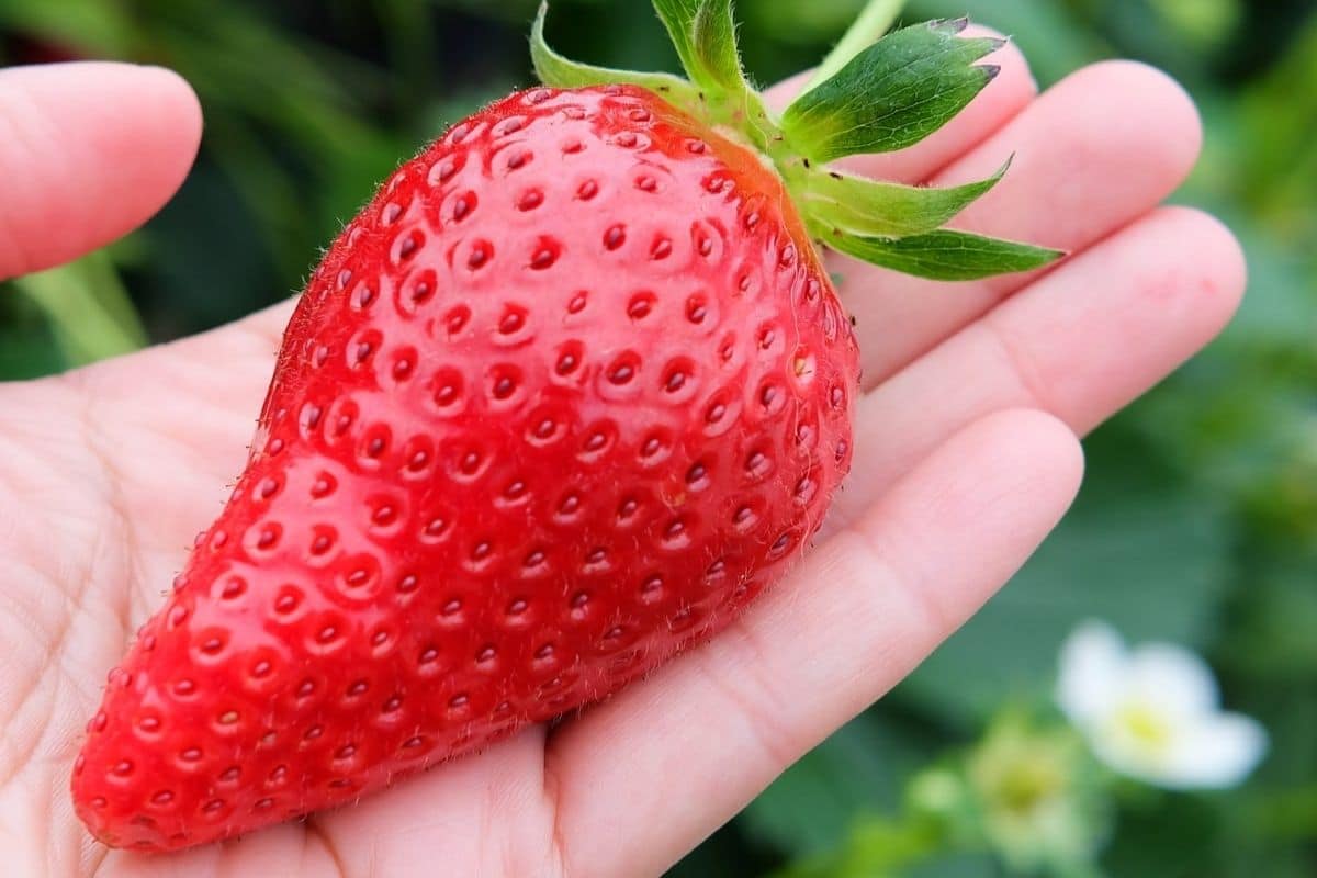 Huge ripe strawberry in hand