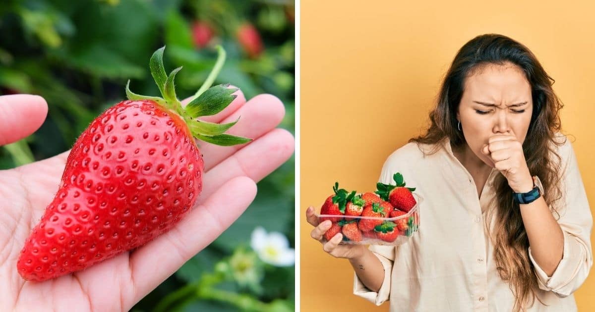 Strawberry Allergy Strawberry Plants