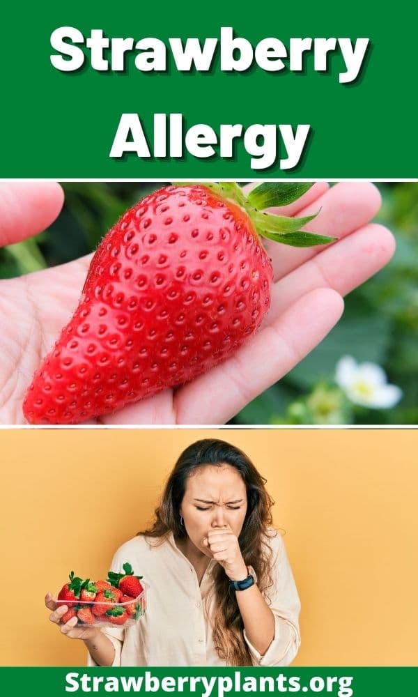 Can A Baby Be Allergic To Strawberries