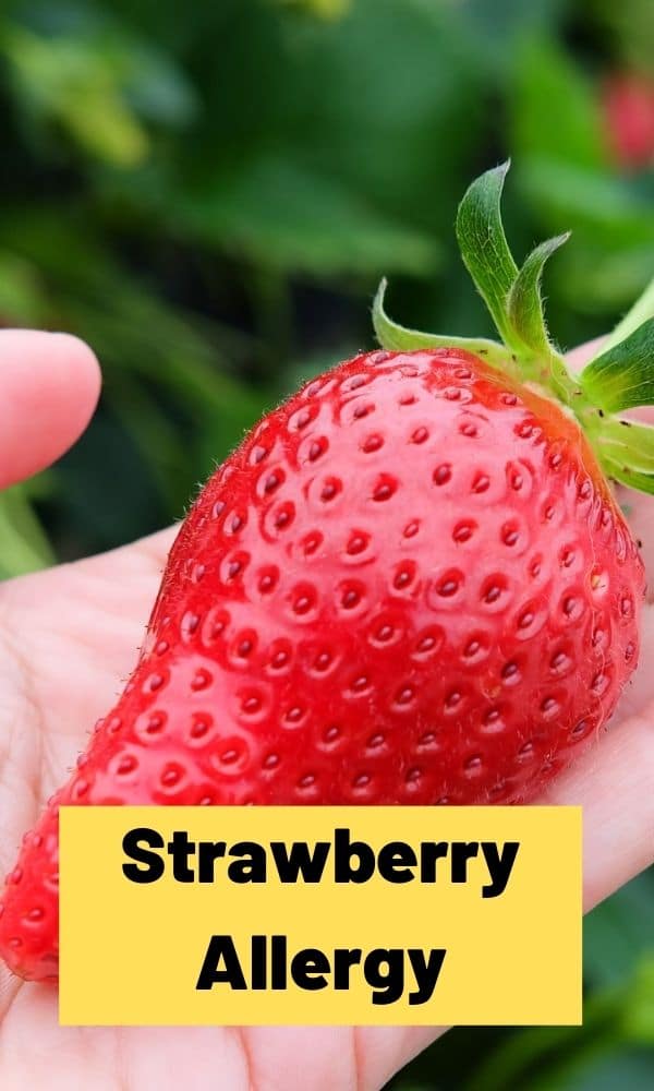 strawberry-allergy-strawberry-plants