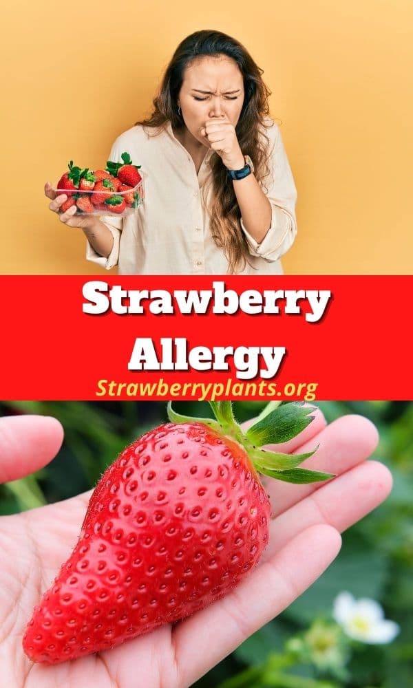Strawberry Allergy Strawberry Plants