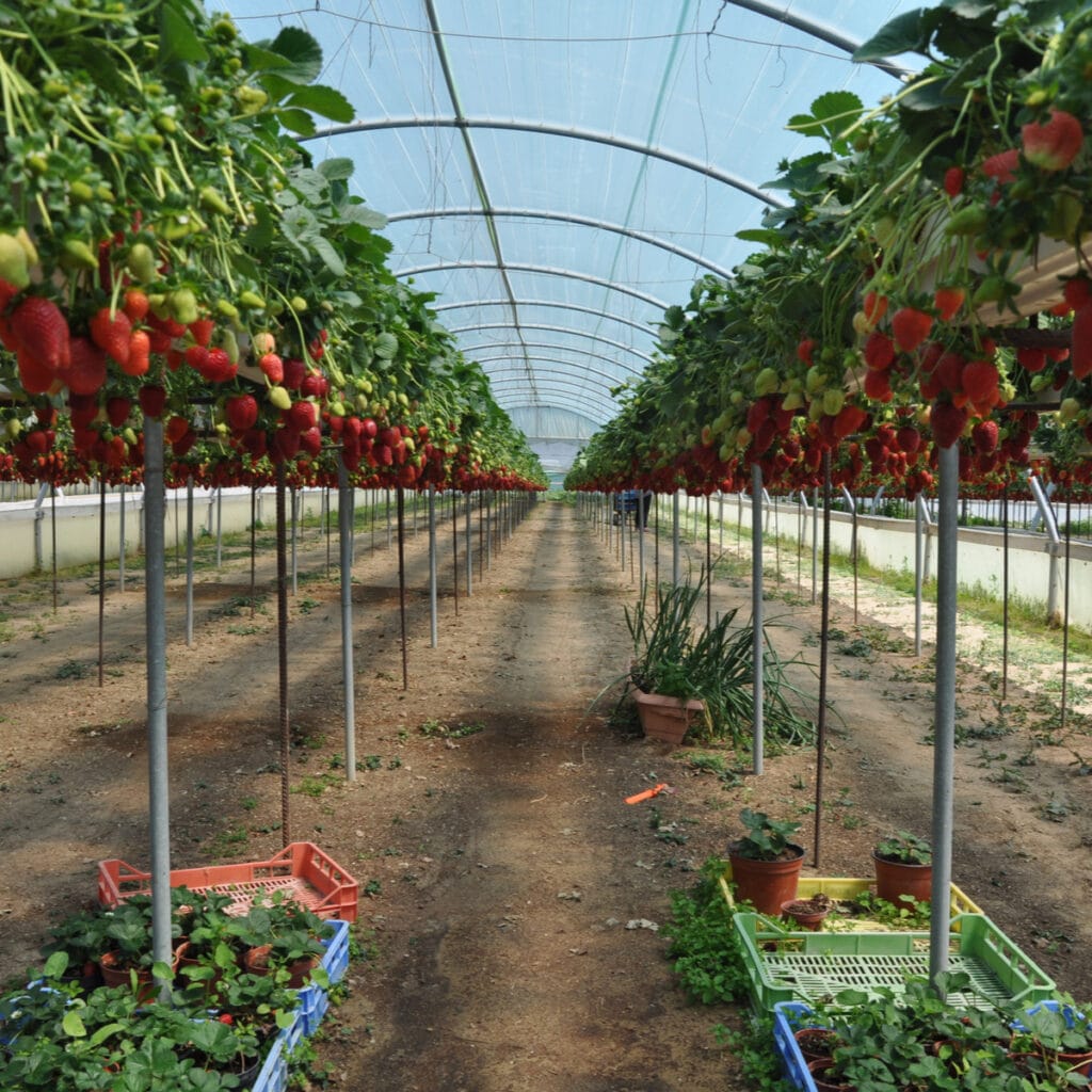 Strawberry Plants for Sale Articles Archives