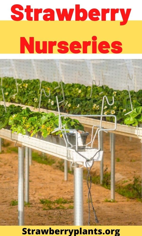 Strawberry Nurseries – Strawberry Plants