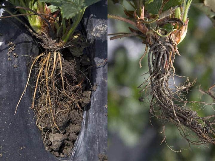 Strawberry roots infected with Phytophthora fragariae