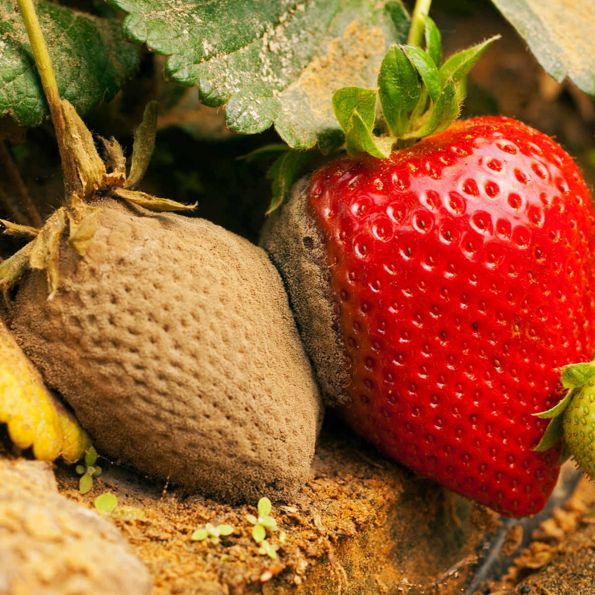 Strawberry Plant Diseases: Bacteria, Fungi, Molds & Viruses