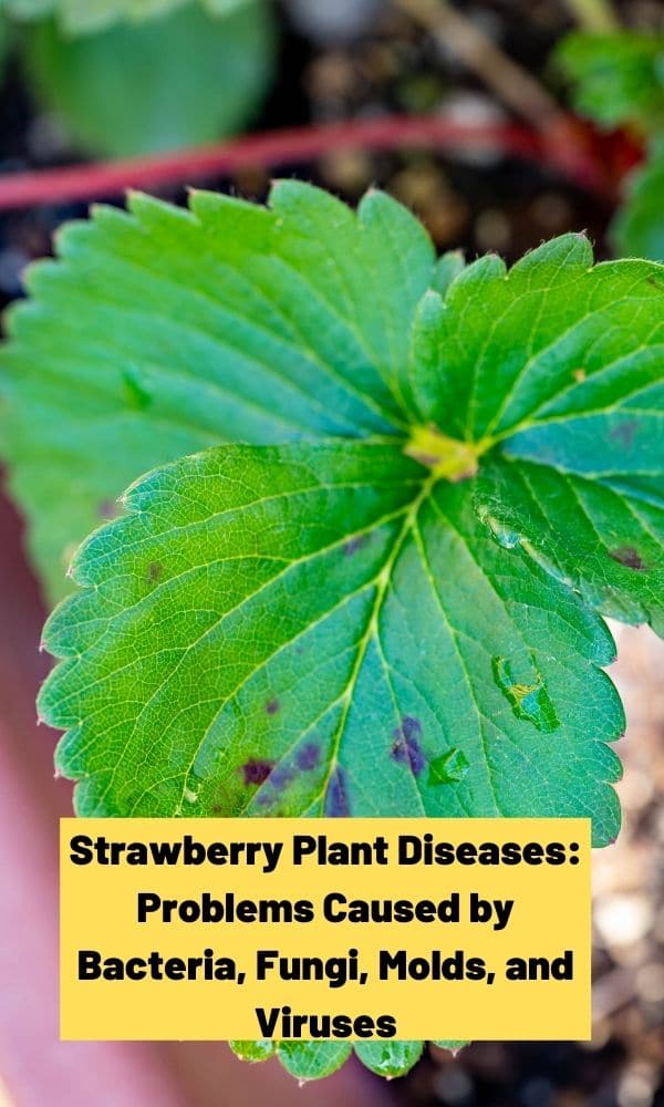 Strawberry Plant Diseases Bacteria, Fungi, Molds & Viruses