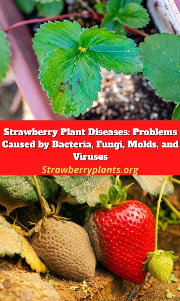 Strawberry Plant Diseases Bacteria, Fungi, Molds & Viruses