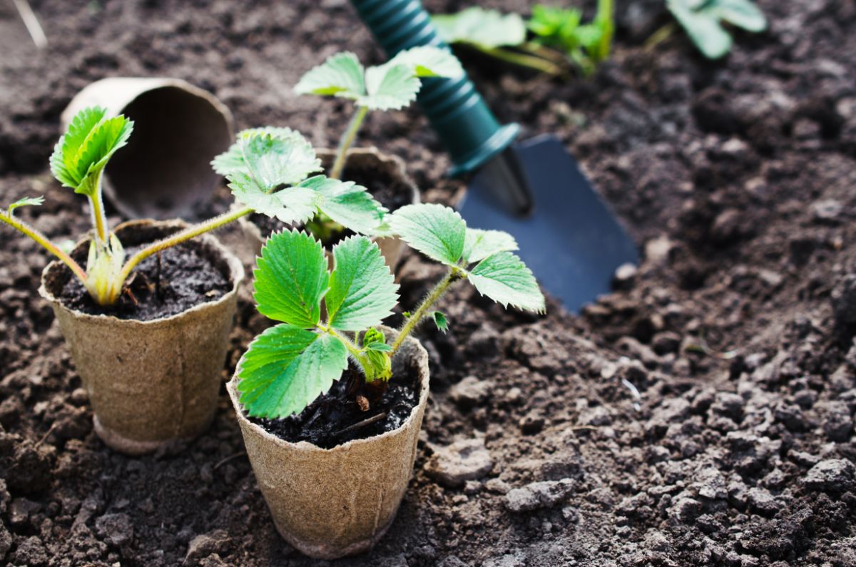 Young strawberry plants in pot being planted in soil, garden shovel preparing place for plants