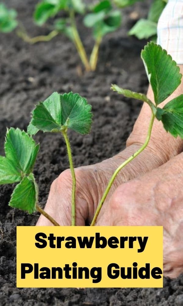  strawberry planting guide