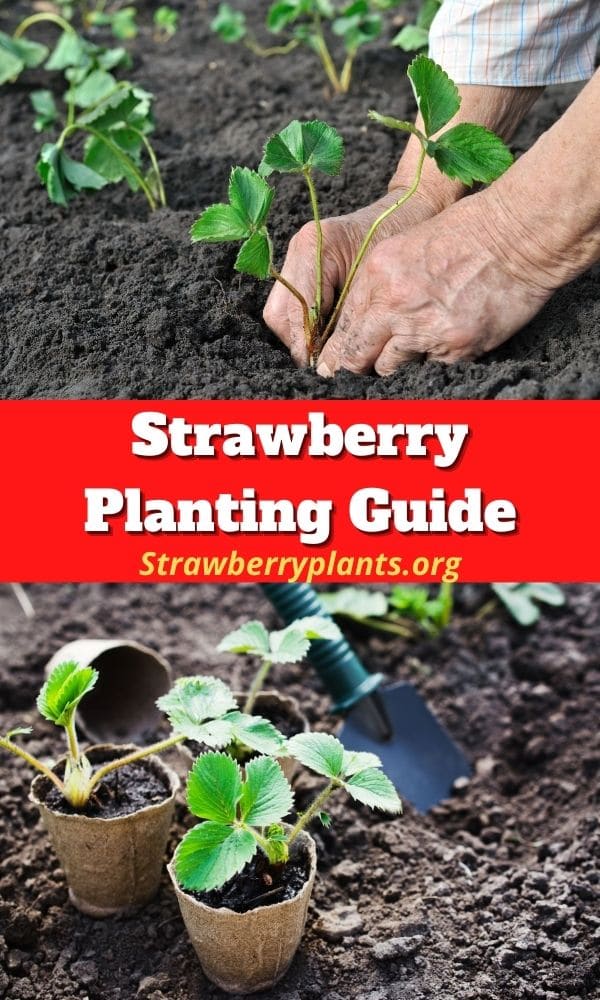 Strawberry Planting Guide Updated 2022   Strawberry Planting Guide P5 