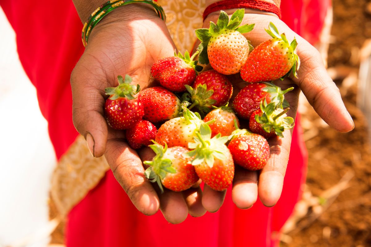 Indian farmer in hands holding freshly picked ripe strawberries