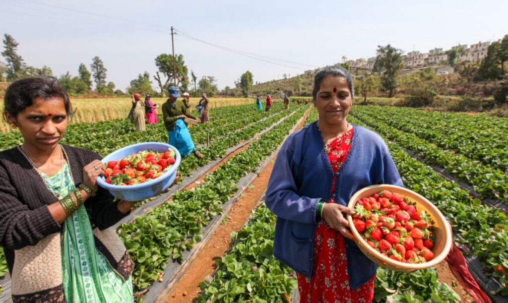 Strawberry Plants Grown in India Strawberry Plants