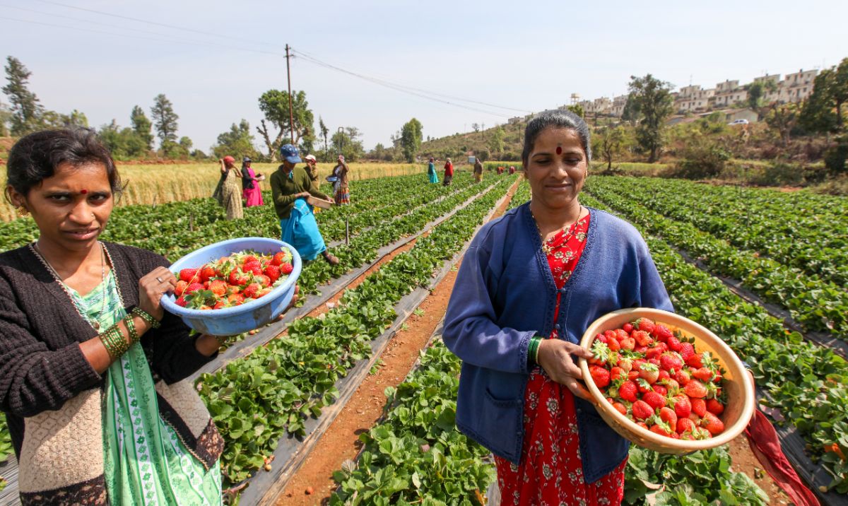 Indian farmers holding bowls ful of fresh strawberries on strawberry field