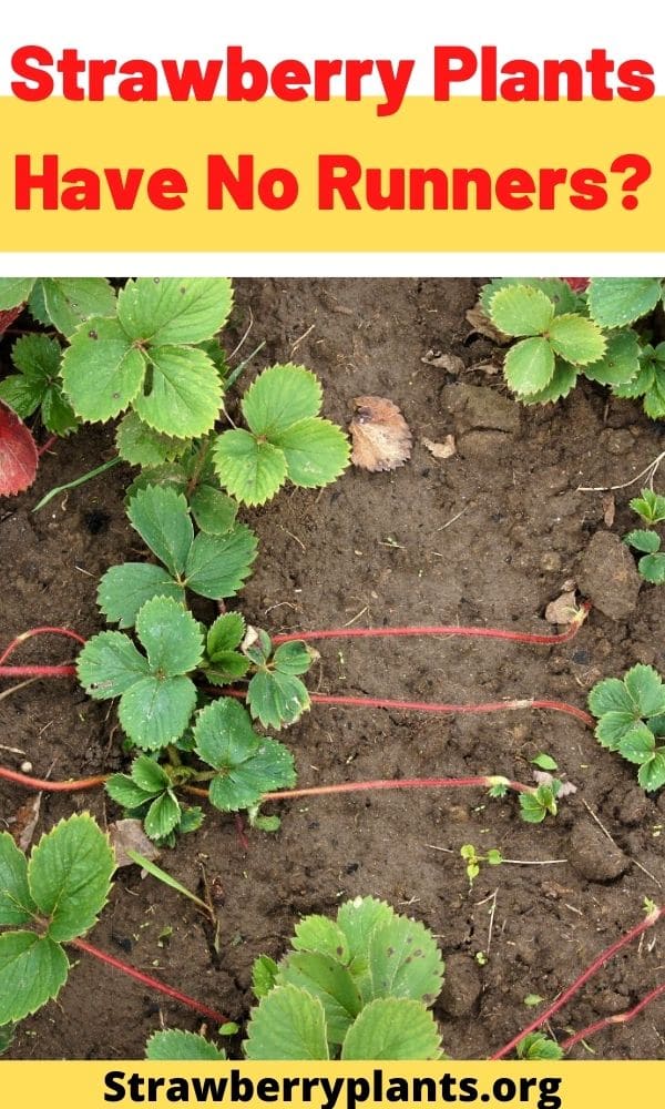 Strawberry Plants Have No Runners? – Strawberry Plants