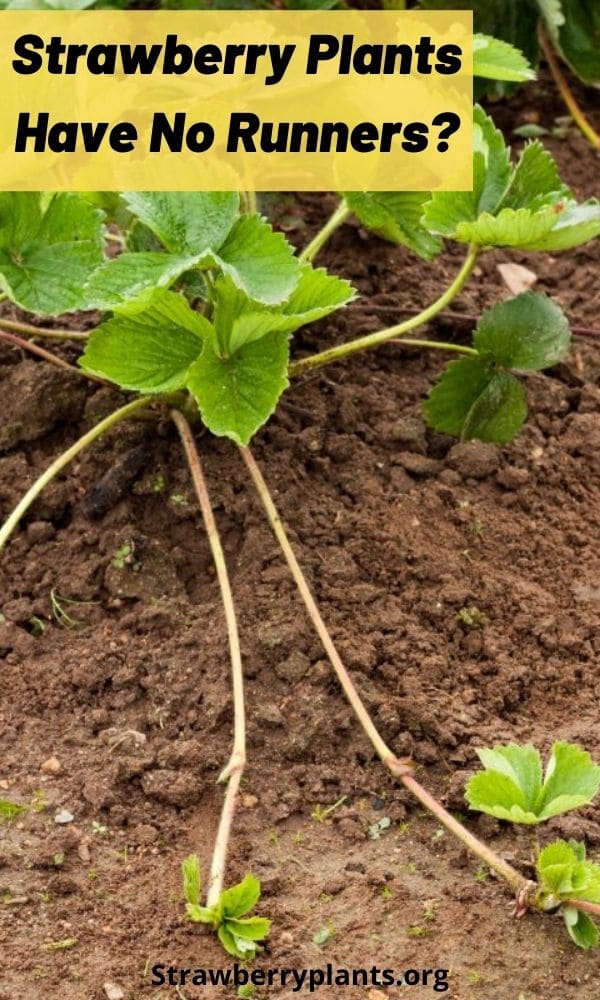 Strawberry Plants Have No Runners? – Strawberry Plants