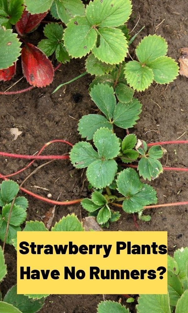 Strawberry Plants Have No Runners? – Strawberry Plants