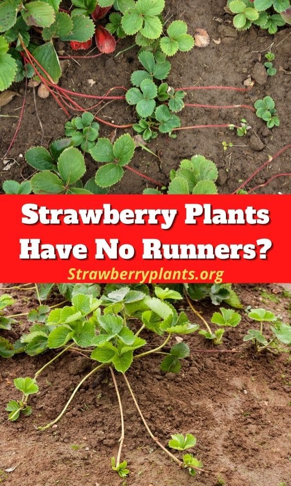 Strawberry Plants Have No Runners? – Strawberry Plants