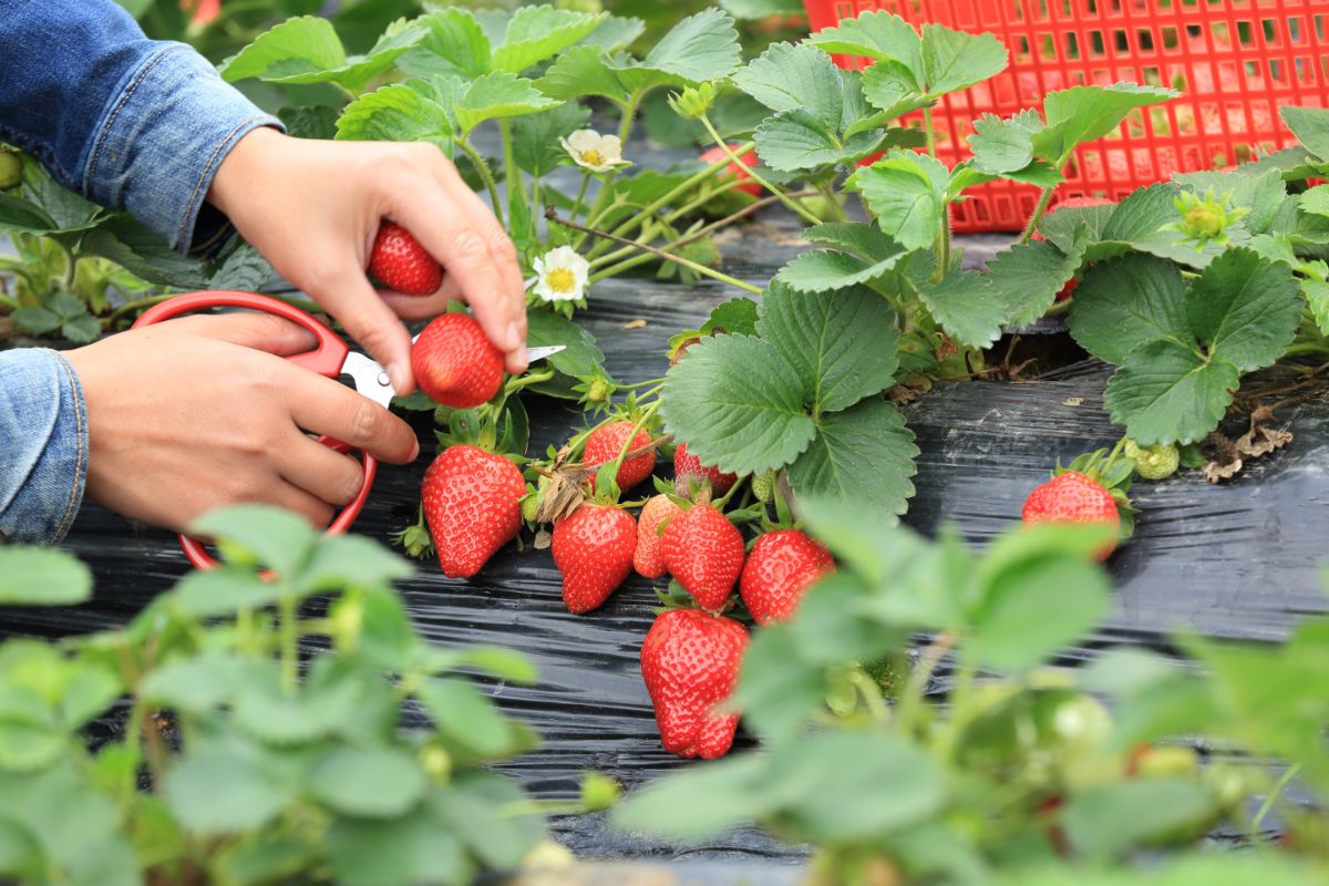 Man with red scissors picking up ripe strawberries into red plastic box on strawberry field