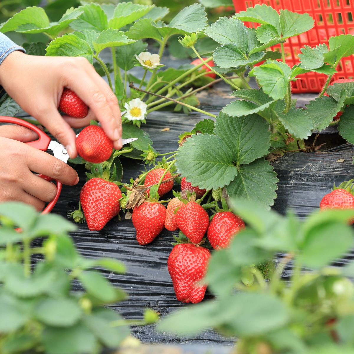 How Many Strawberries Do Strawberry Plants Produce?  