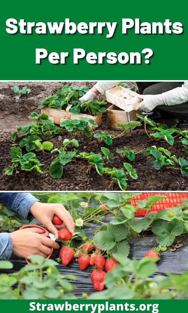 Strawberry Plants Per Person? – Strawberry Plants