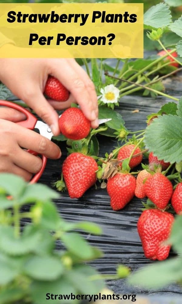 Strawberry Plants Per Person? Strawberry Plants