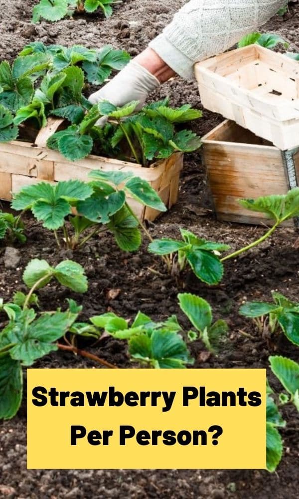 Strawberry Plants Per Person? – Strawberry Plants