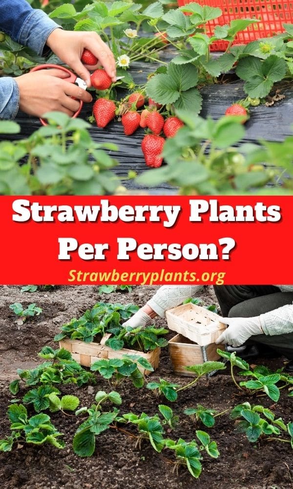 Strawberry Plants Per Person? – Strawberry Plants