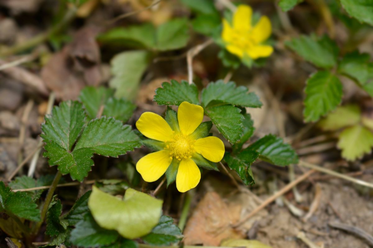 beach strawberry ground cover