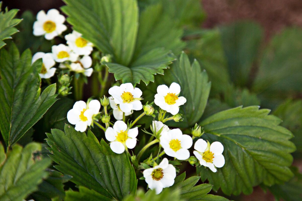 Strawberry plants with white flowers