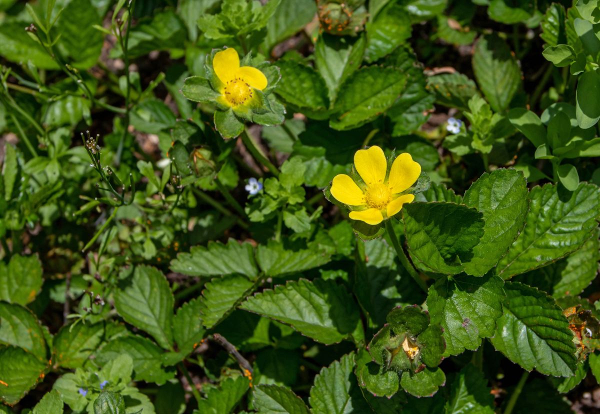 Strawberry Plants With Yellow Flowers  