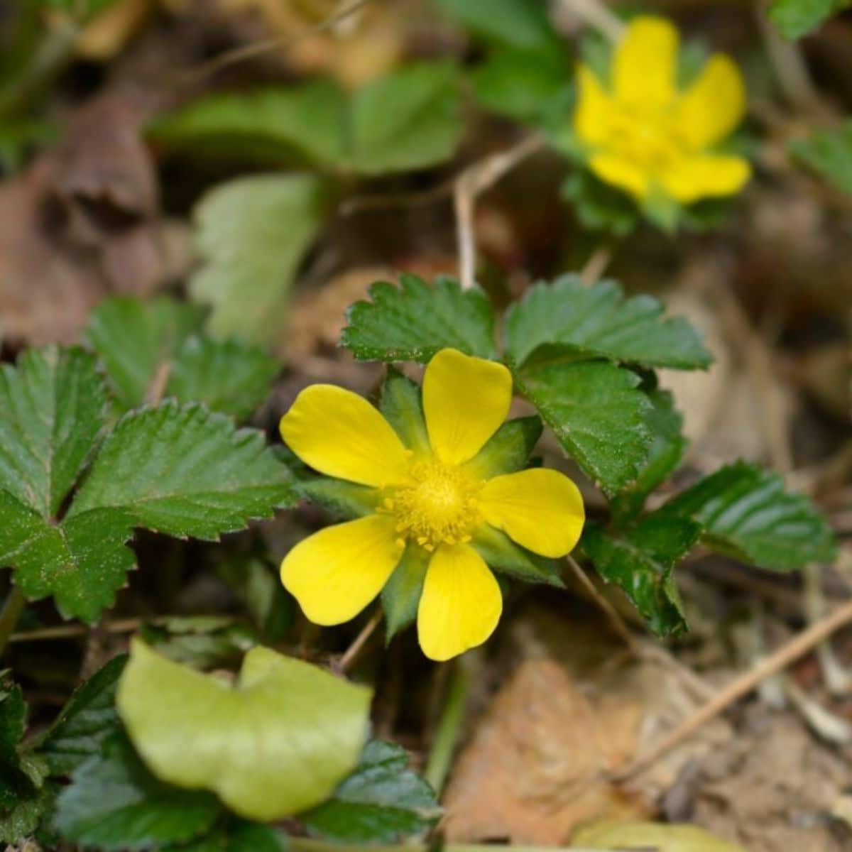 Strawberry Plants with Yellow Flowers – Strawberry Plants