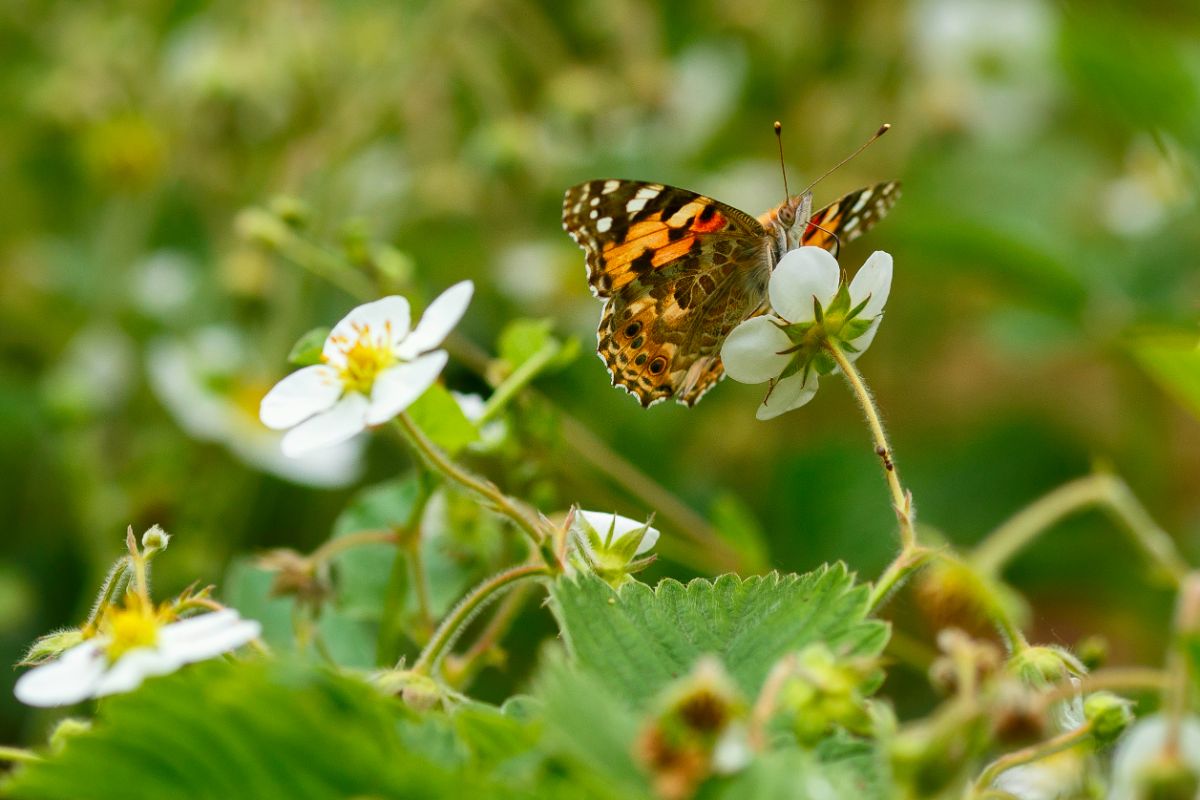 Closeshot of butterfly pollinating on strawberry flower