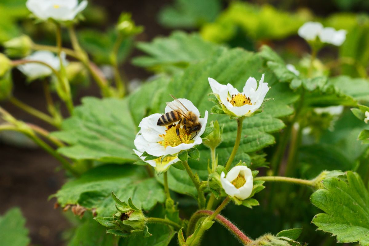 Bee on strawberry flower pollinating