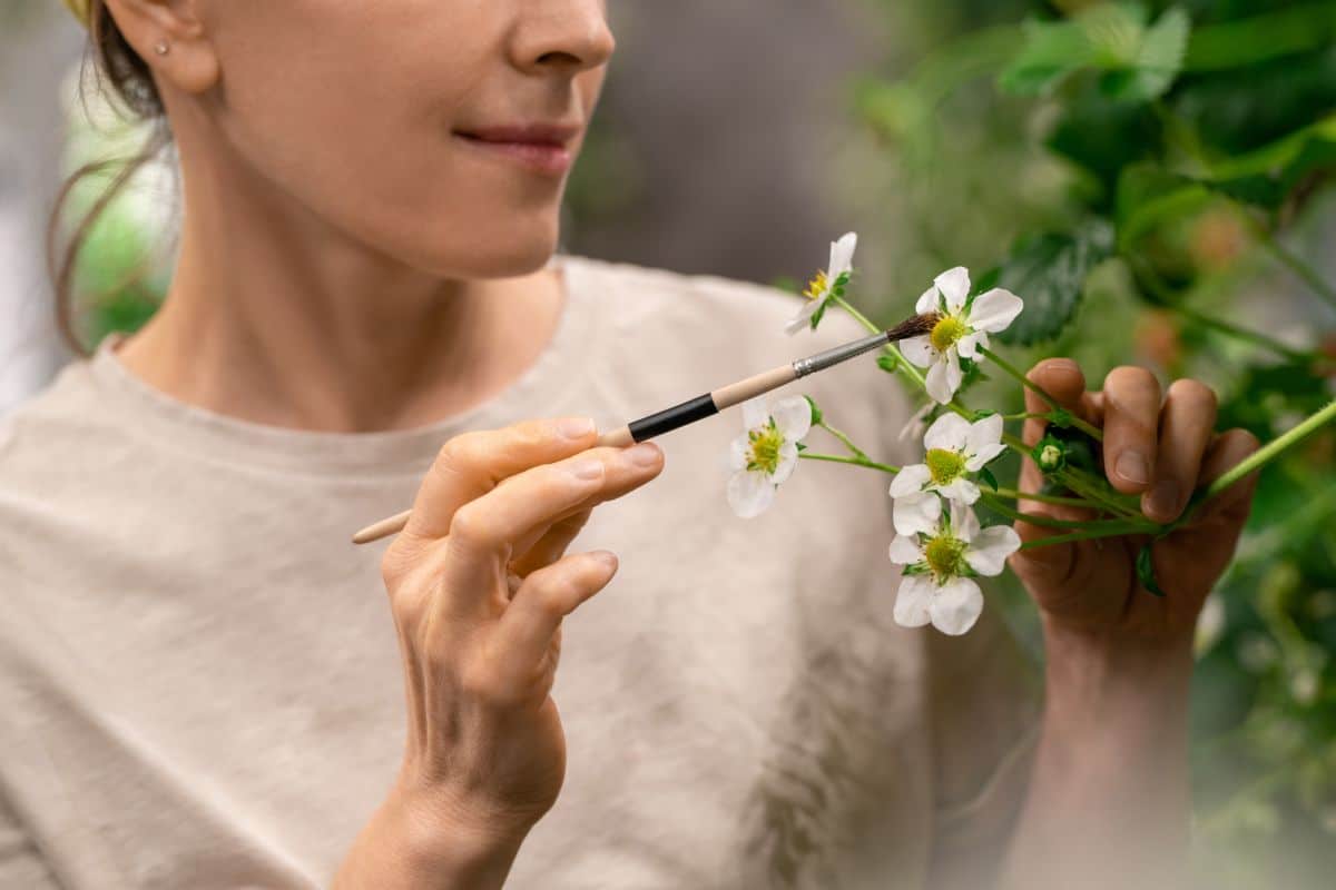 Woman with small brush pollinating strawberry flower