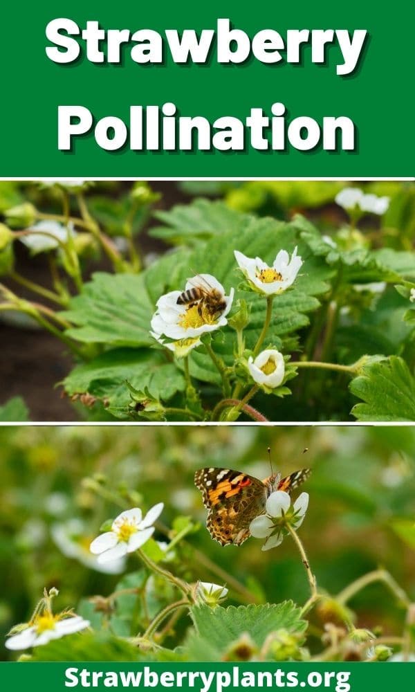 Strawberry Pollination (Guide) Strawberry Plants