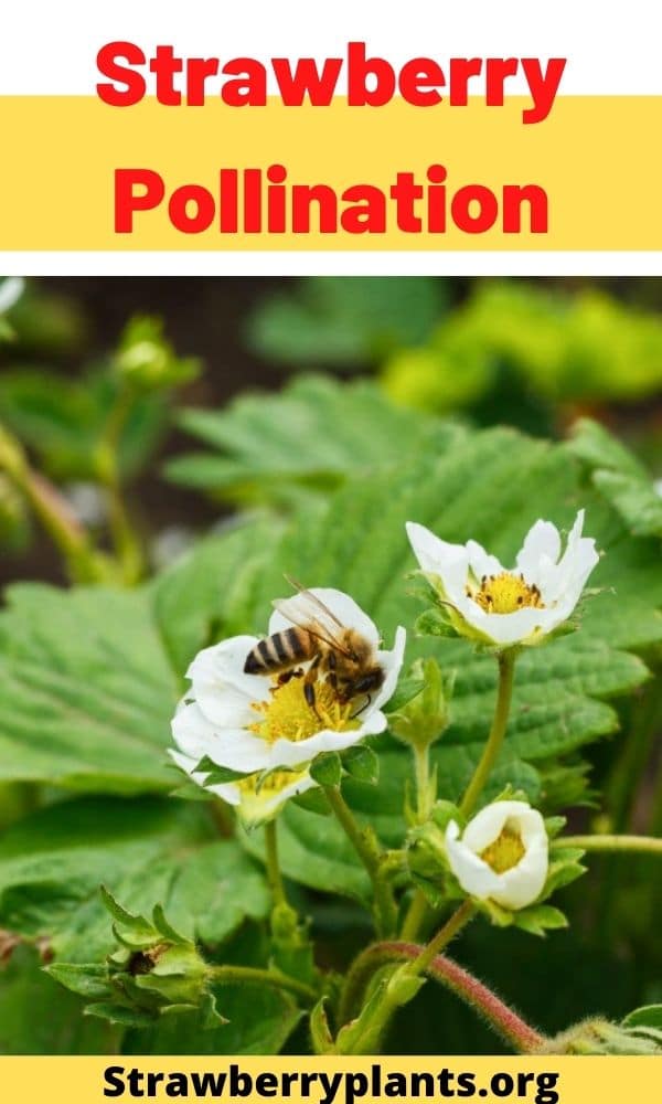 Strawberry Pollination (Guide) Strawberry Plants