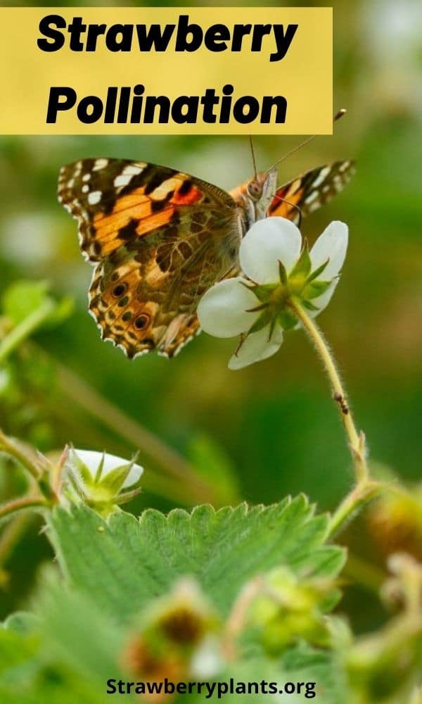 Strawberry Pollination (Guide) Strawberry Plants