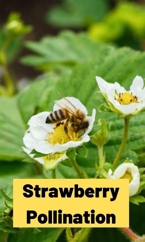 Strawberry Pollination (Guide) Strawberry Plants