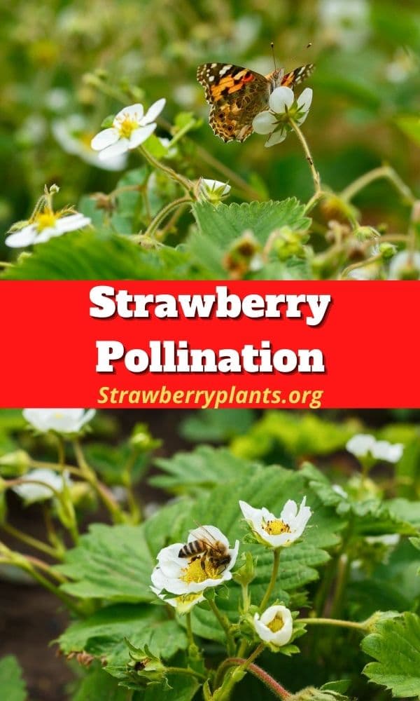 Strawberry Pollination (Guide) Strawberry Plants