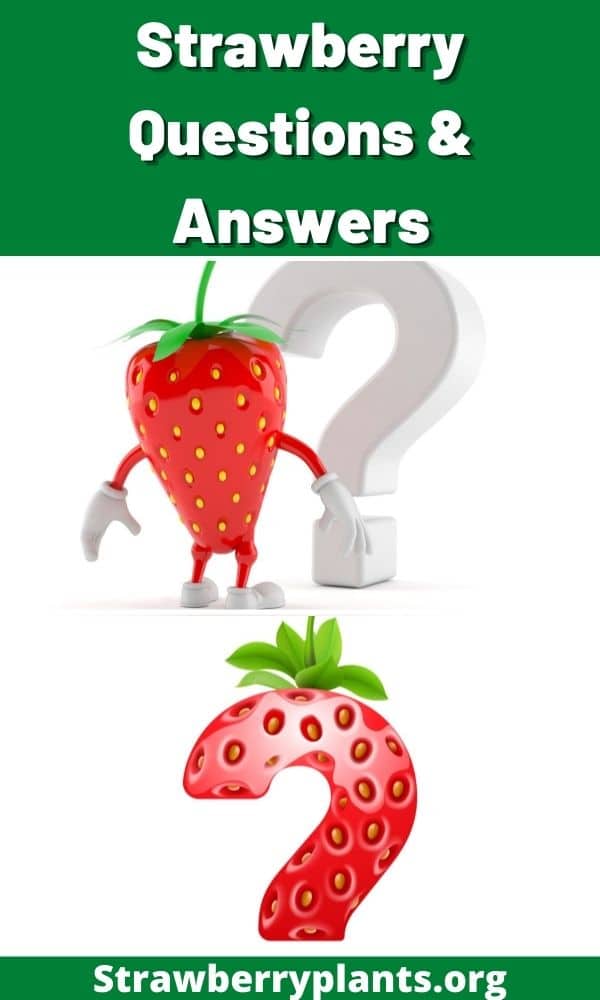 Strawberry Questions & Answers Strawberry Plants
