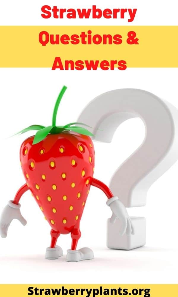 Strawberry Questions & Answers Strawberry Plants