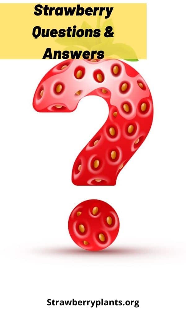 Strawberry Questions & Answers Strawberry Plants