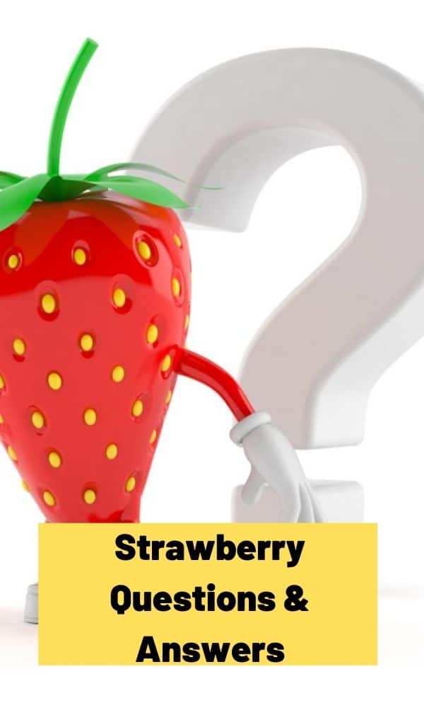 Strawberry Questions & Answers Strawberry Plants