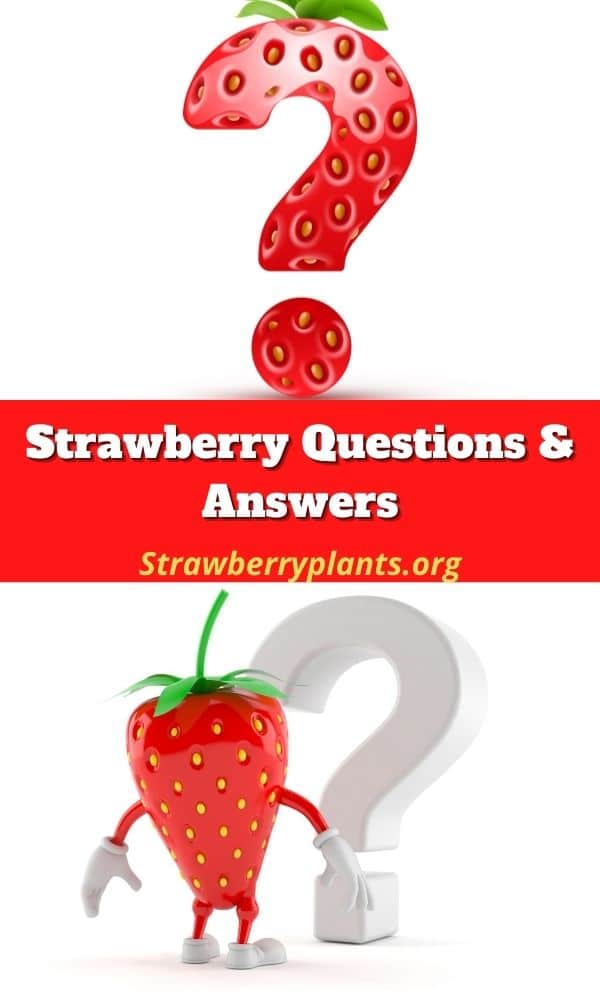 Strawberry Questions & Answers Strawberry Plants