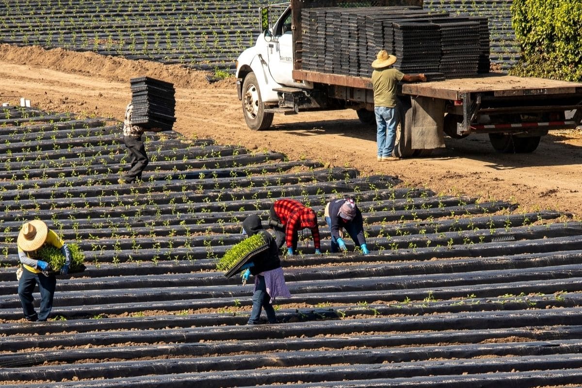 Farmer planting fresh new strawberry seedlings on field