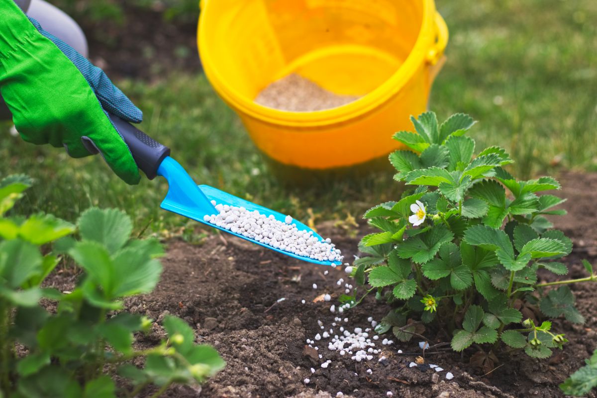 Famer holding small showel with fertilizer puting on strawberry plants near yellow bucket